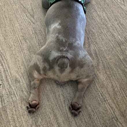 Chonkers