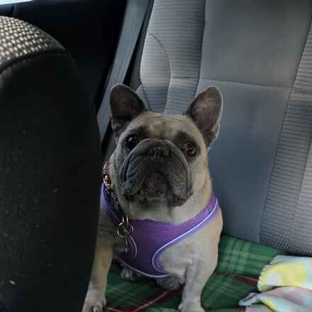 Zuzu