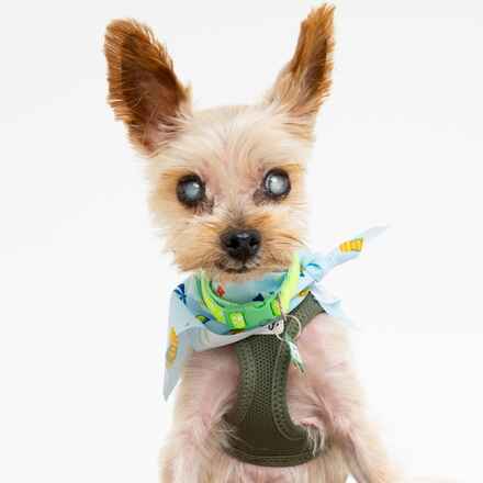 Charlie Barkin