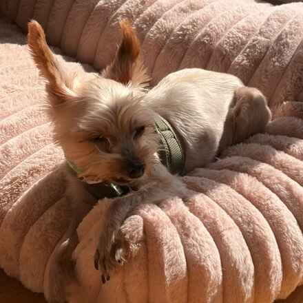 Charlie Barkin