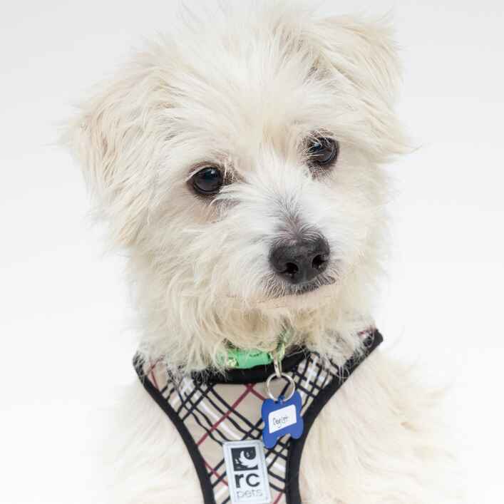 Dogist