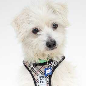 Dogist