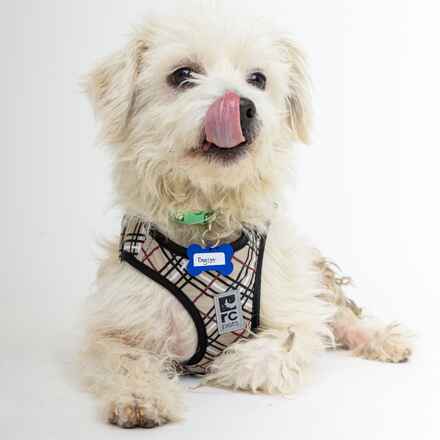 Dogist