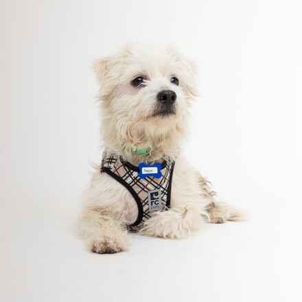 Dogist