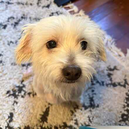 Dogist