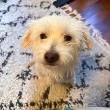 Dogist