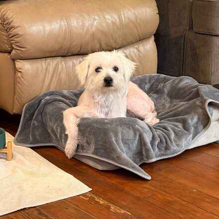 Dogist