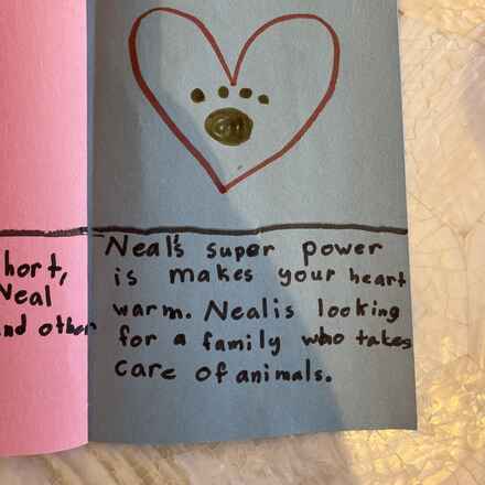 Neil the Seal