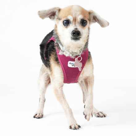 Gidget