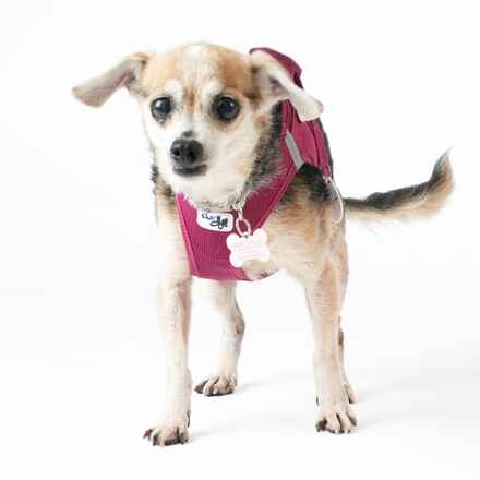 Gidget