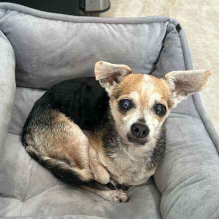 Gidget