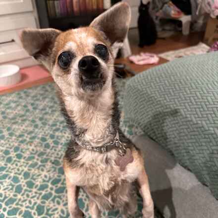 Gidget