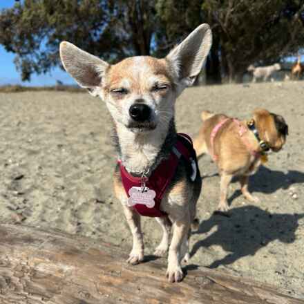Gidget