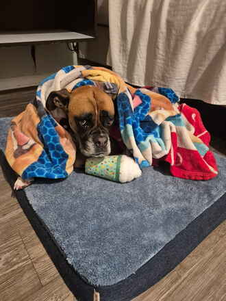 Layla!