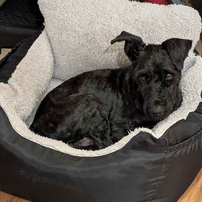 Schnauzer