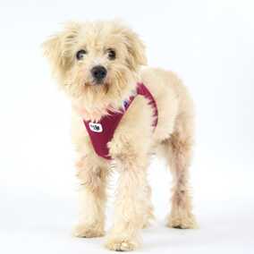 Otter Pop