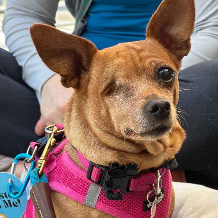 Miniature Pinscher