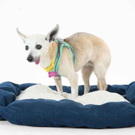 Coconuts