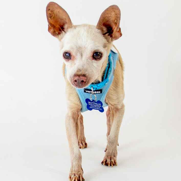 Chihuahua