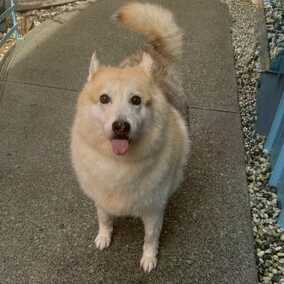 Penny (now Dare)
