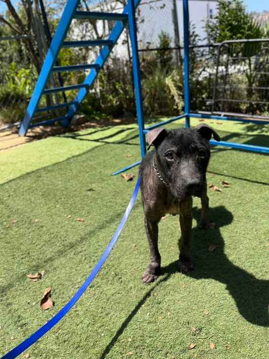 Milo from Tijuana