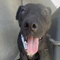 Milo from Tijuana