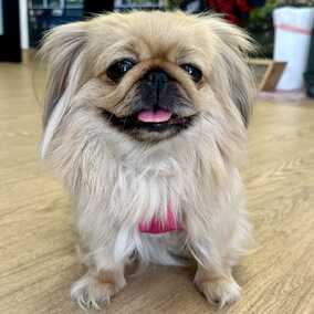 Chenille