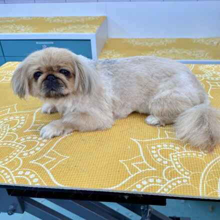 Chenille