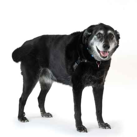 Bea
