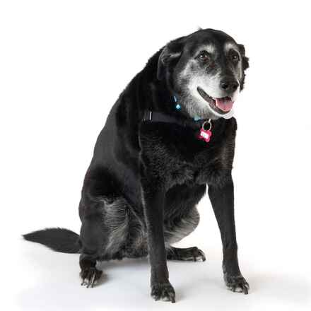 Bea