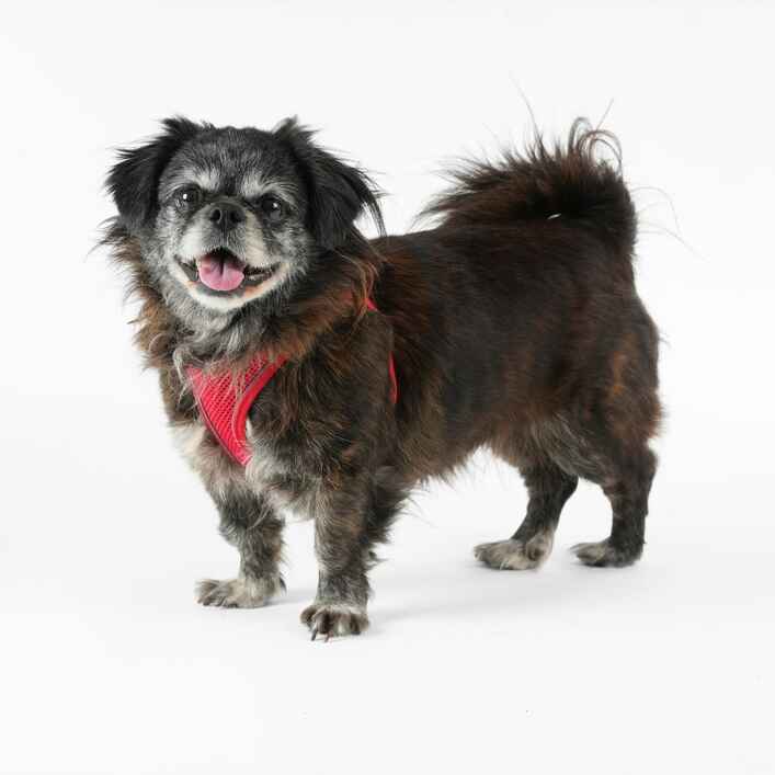 Pekingese
