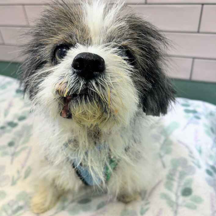 Havanese