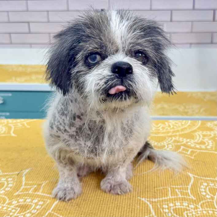 Havanese