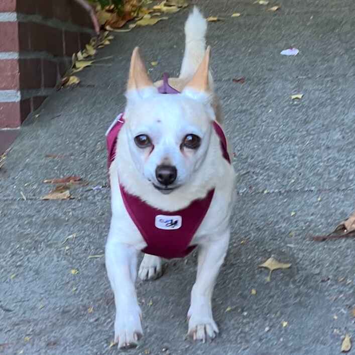 Chihuahua