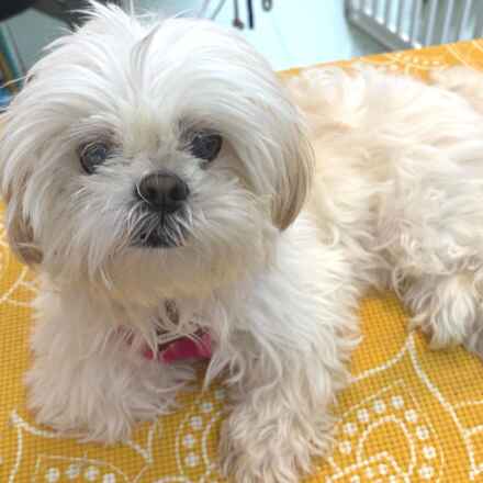 Truvy