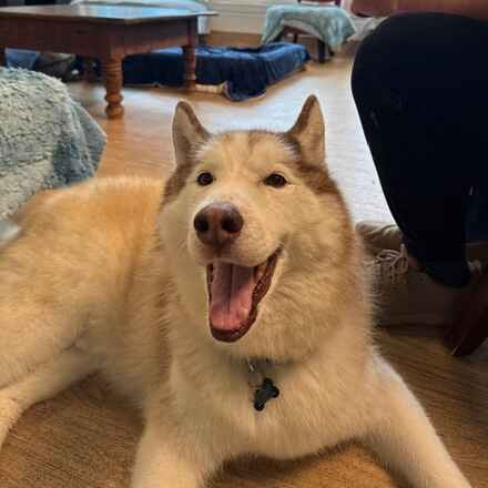 Simba