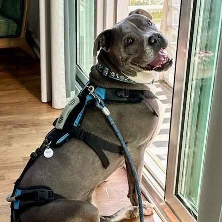 Hamlet