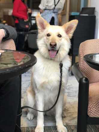 Nova!
