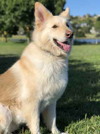 Nova!