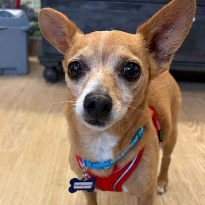 Chihuahua