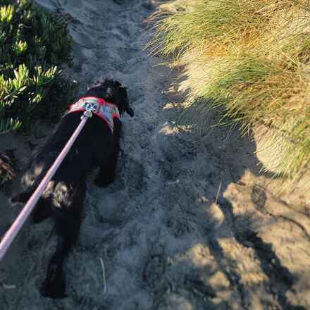 Gad