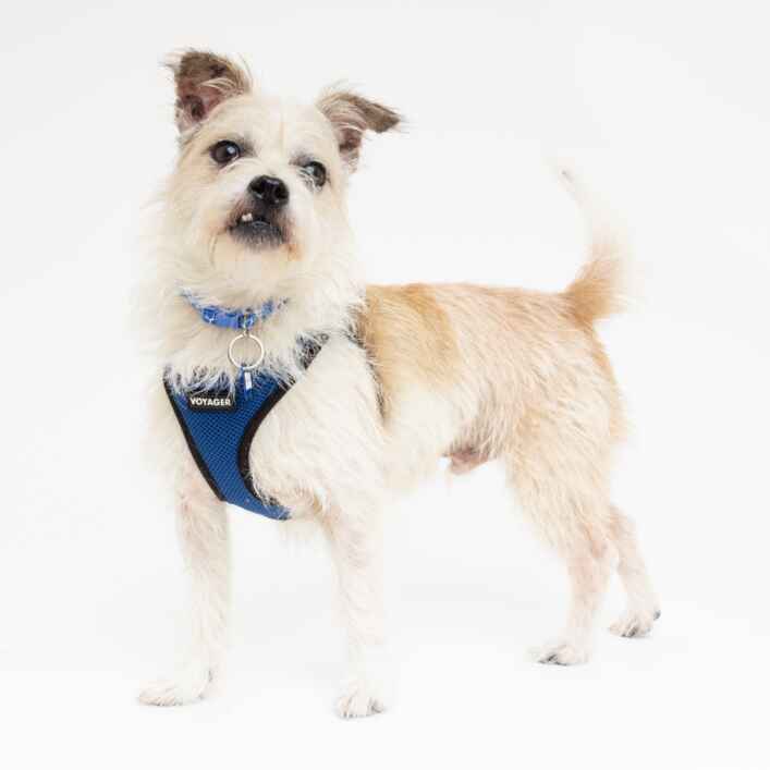 Terrier