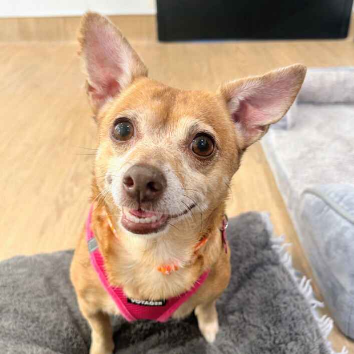 Chihuahua