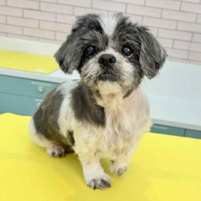 Shih Tzu