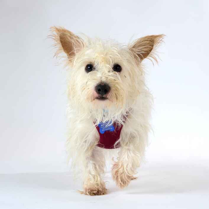 Terrier