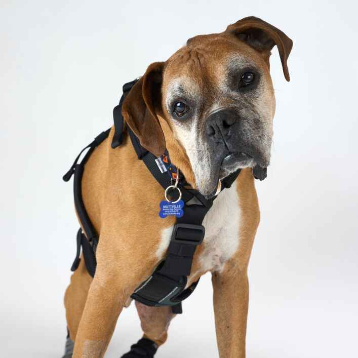 Boxer