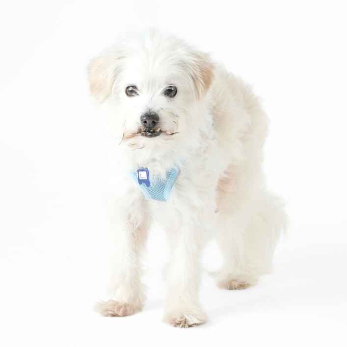 Maltese