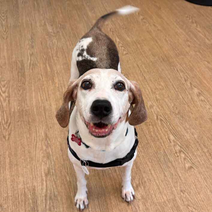 Beagle
