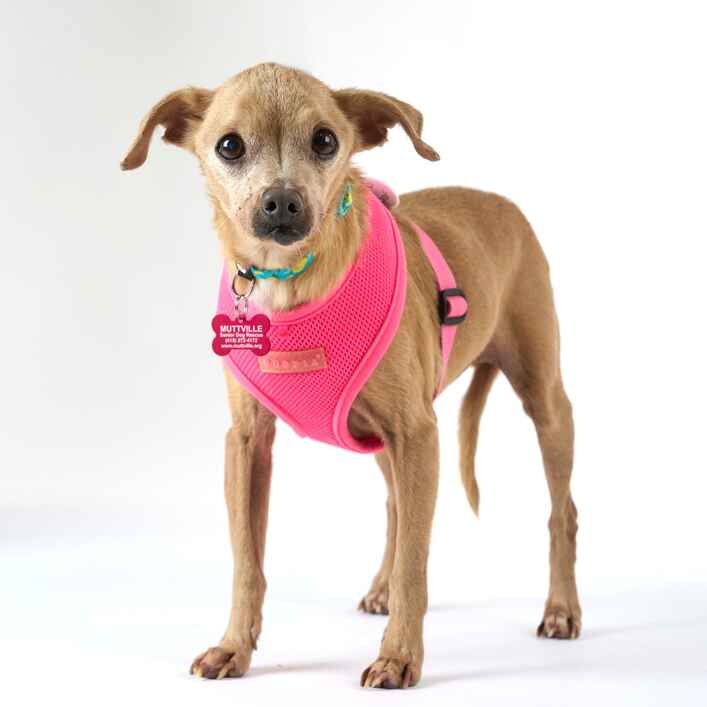 Chihuahua