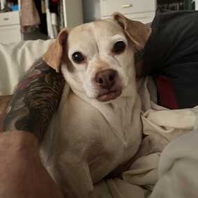 Delilah